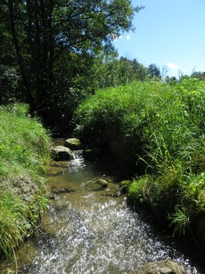 Sonniger Bachlauf bei Rothenstein zwischen dichtem Grün mit glitzerndem Wasser