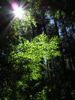 Sonnenstrahlen im Wald